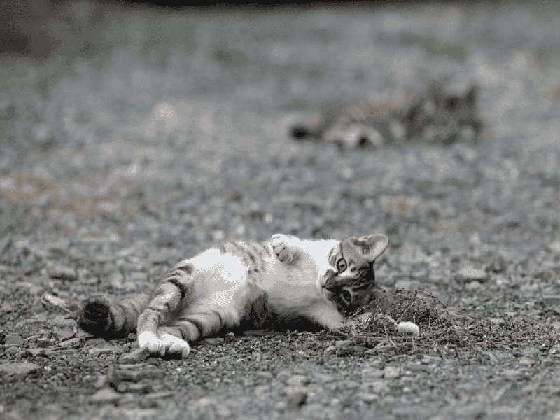 供卵试管心理，试管胎停清宫吗